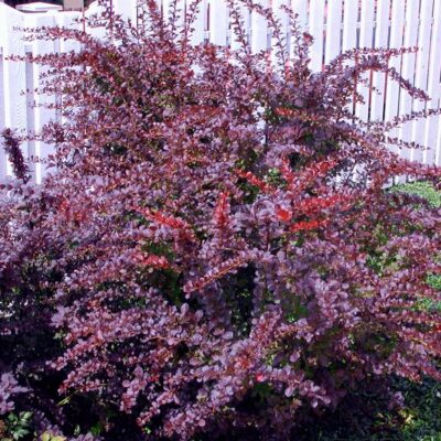 Berberis