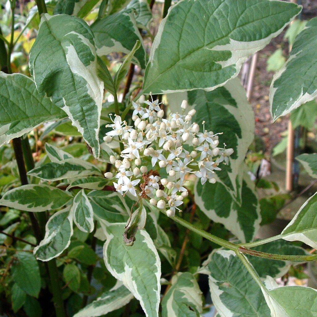 Cornus mas variegata