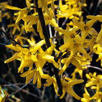 Forsythia