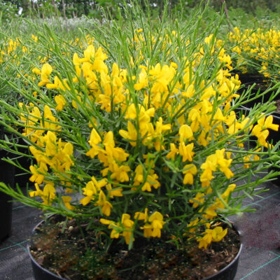 Genista