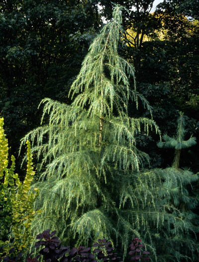 cedrus